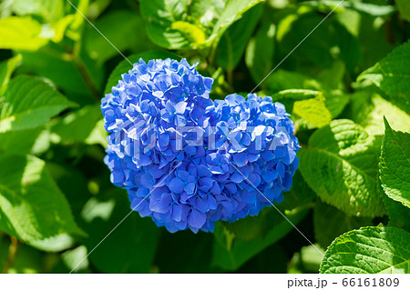 ハート型の紫陽花 66161809