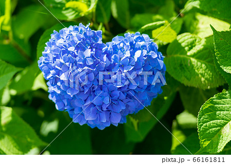 ハート型の紫陽花 66161811