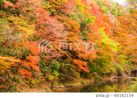 （千葉県）房総養老渓谷の紅葉 66162139