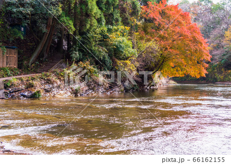 （千葉県）房総養老渓谷の紅葉 66162155