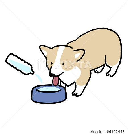 水を飲むコーギー犬のイラスト素材