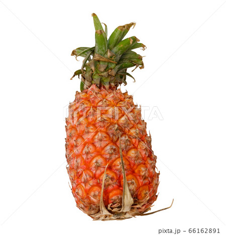 パイナップル 66162891