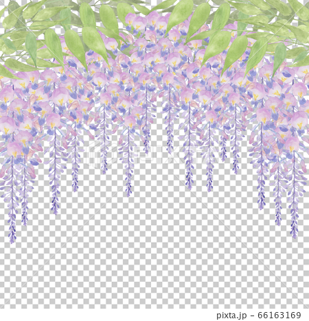 藤の花の手描き水彩画 66163169