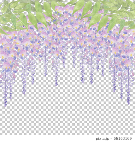 紫藤花手繪水彩畫 66163169