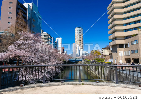 東京 中目黒の桜 なかめ公園橋から 66165521