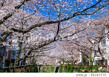 東京 中目黒の桜並木 別所橋から 東京 中目黒の桜並木 別所橋から 66165570