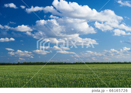 green wheat field on blue sky background 66165726