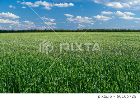 green wheat field on blue sky background 66165728