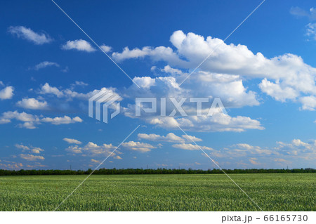 green wheat field on blue sky background 66165730