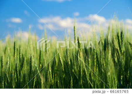 green wheat field on blue sky background 66165765