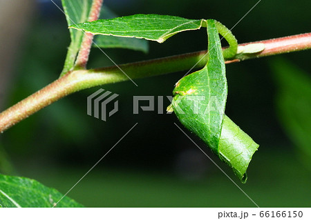 エゴツルクビオトシブミの揺籃 66166150