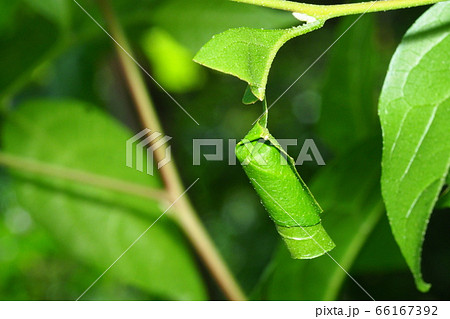 エゴツルクビオトシブミの揺籃 66167392