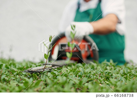 Close up of gargener trimming bushes. 66168738