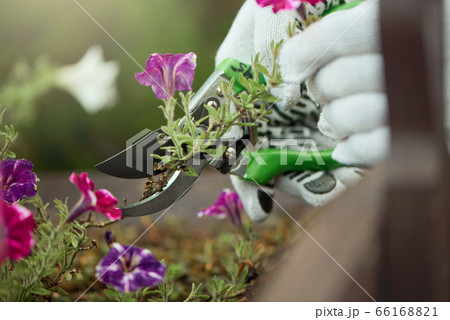 Male hands pruning flowers outdoors. Male hands pruning flowers outdoors. 66168821
