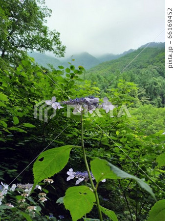 自然 葉 初夏 66169452