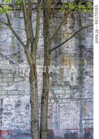 Rough background of old brick wall shabby stucco and trees, vertical shot Rough background of old brick wall shabby stucco and trees, vertical shot 66170365