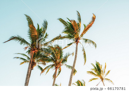 夕方のヤシの木と青空 ハワイのオアフ島 夕方のヤシの木と青空 ハワイのオアフ島 66170781
