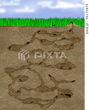 イラスト 蟻の巣断面（蟻付き）のイラスト素材 [66170870] - PIXTA