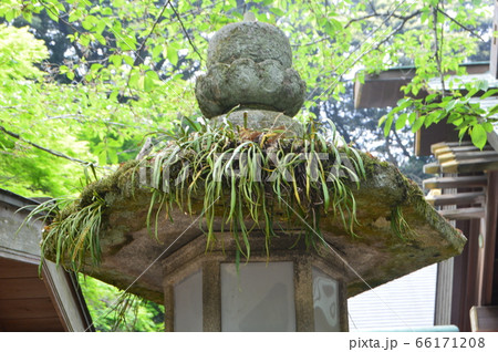 苔むした石の灯篭（金崎宮／福井県敦賀市金ヶ崎町1-4） 66171208