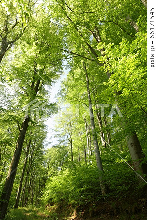 Path ni Spring beech forest 66171545