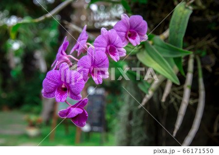 Orchid, Flower, Forest, Plant, Blossom 66171550