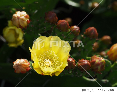 ウチワサボテンの黄色い花と蕾 66171760