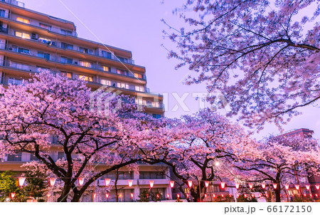 播磨坂ライトアップの桜並木　東京夜景 66172150