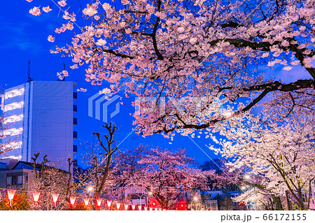 播磨坂ライトアップの桜並木　東京夜景 66172155