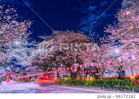 播磨坂ライトアップの桜並木　東京夜景 66172162