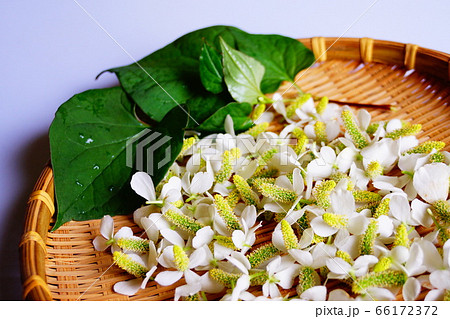 ドクダミでドクダミチンキ作り ドクダミでドクダミチンキ作り 66172372