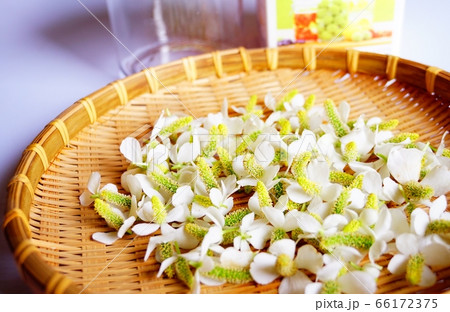 ドクダミでドクダミチンキ作り 66172375