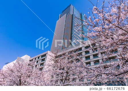 桜と高層ビル群　六本木 66172676