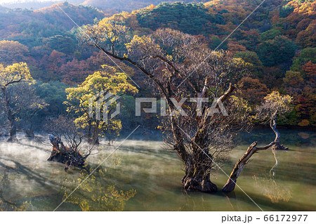 青松 貯水池 反射 66172977