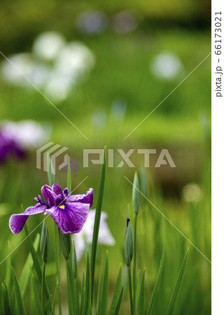 花ショウブ満開 66173021