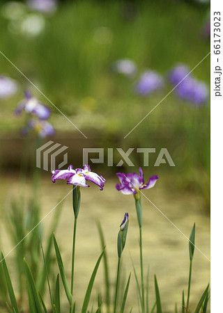 花ショウブ満開 66173023