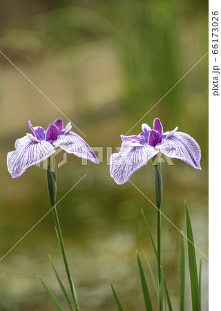 花ショウブ満開 66173026