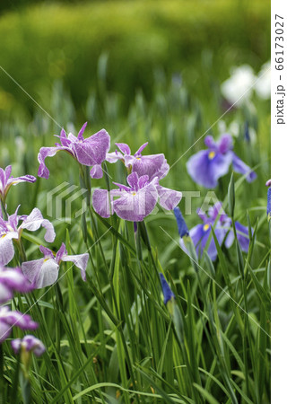 花ショウブ満開 66173027