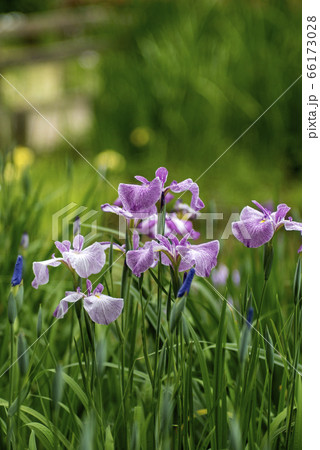 花ショウブ満開 66173028