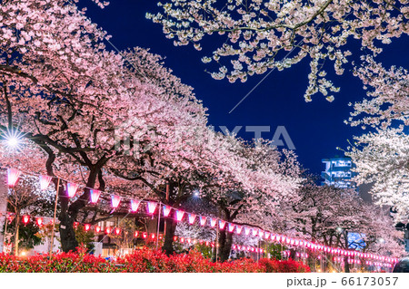 播磨坂ライトアップの桜並木 東京夜景 播磨坂ライトアップの桜並木 東京夜景 66173057