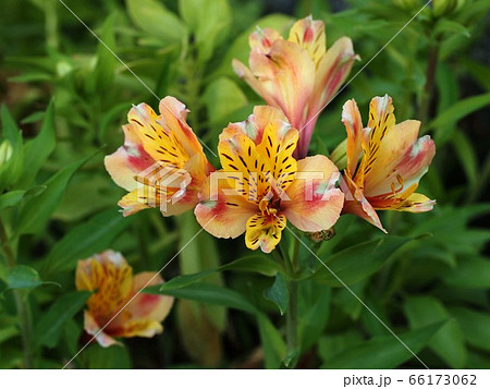 オレンジ色のアルストロメリア 66173062