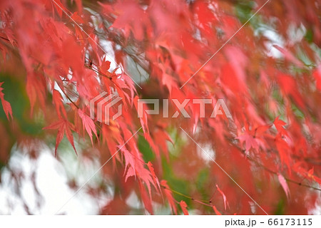風に揺れるモミジの葉をブレやボケ味で表現　　抽象風景 66173115