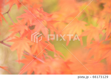 風に揺れるモミジの葉をブレやボケ味で表現　　抽象風景 66173129