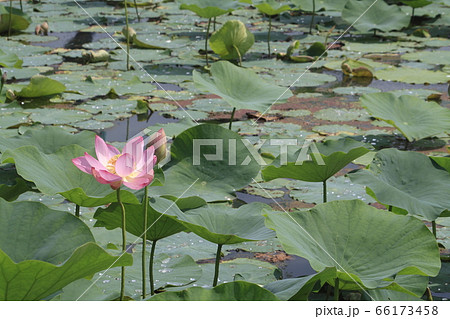 古代蓮の里公園にて（埼玉県行田市） 66173458