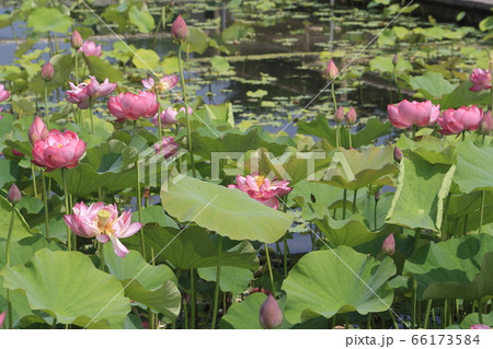 埼玉行田・古代蓮の里にて（天上蓮） 66173584