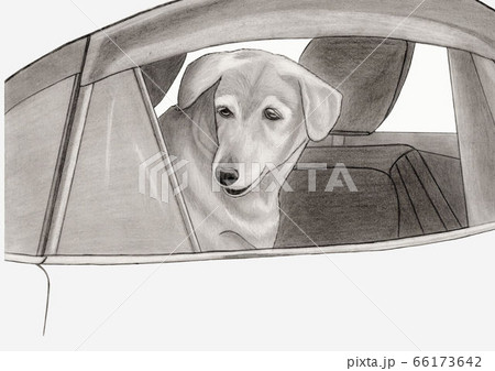 車の窓から覗く犬の鉛筆画のイラスト素材