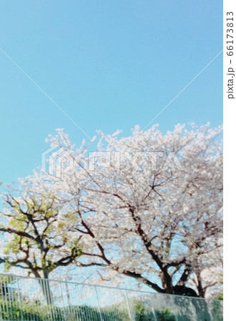 晴れた日の満開の桜のある景色 66173813