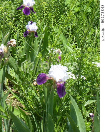 ジャーマンアイリスの白と青色の大きい花の写真素材