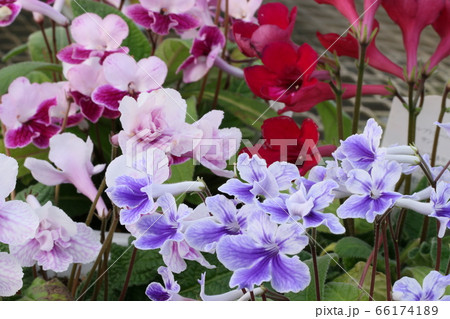 ストレプトカーバス 66174189