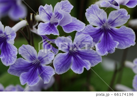 ストレプトカーバス ストレプトカーバス 66174196