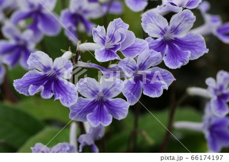 ストレプトカーバス 66174197